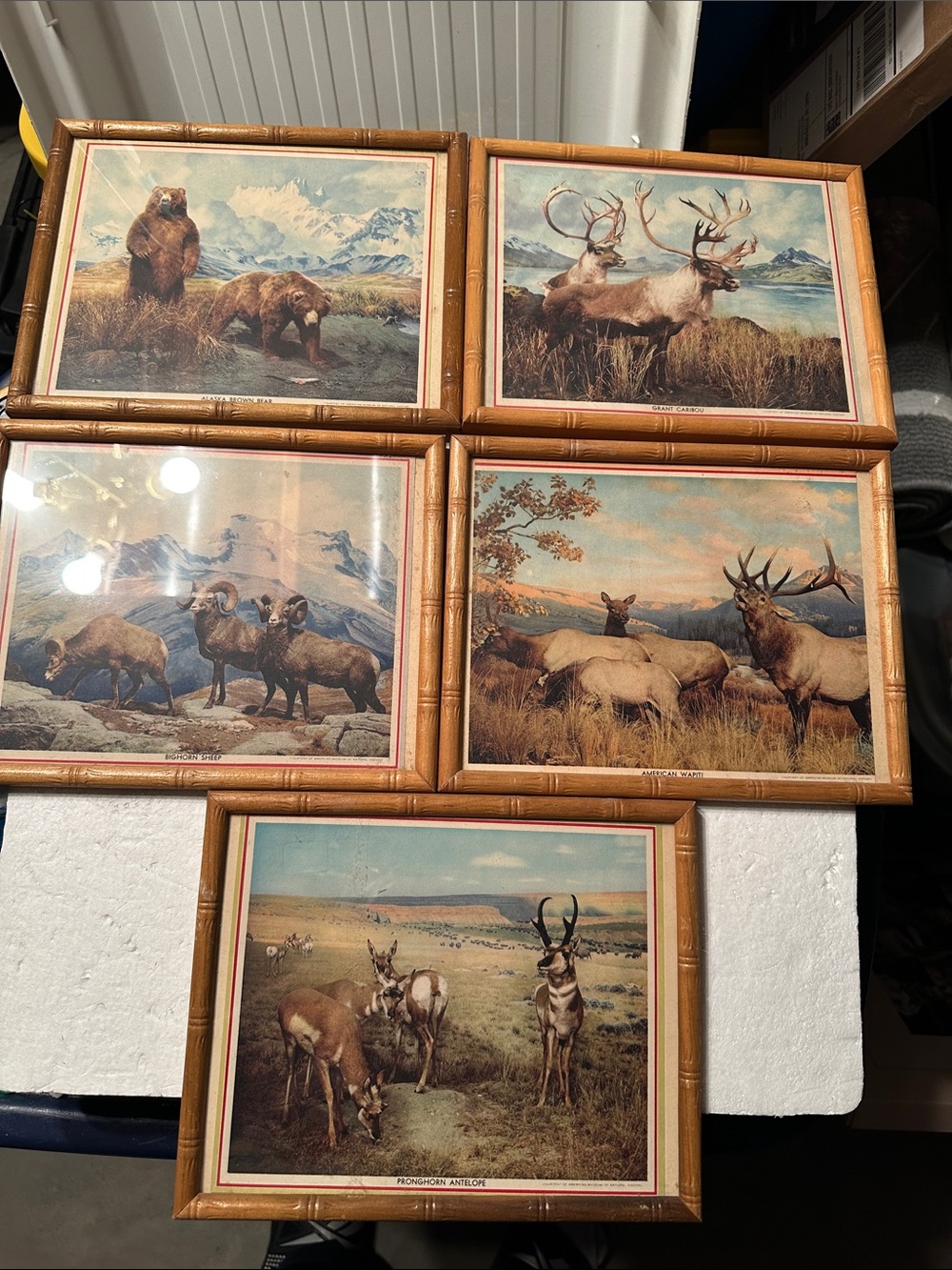 Five vintage framed Wildlife prints